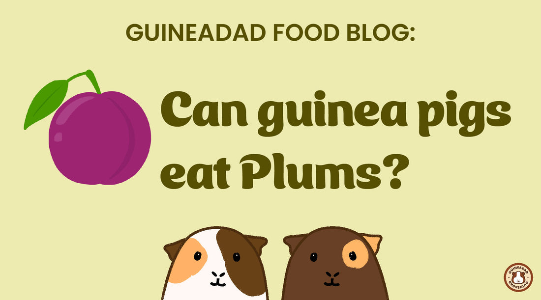 Can guinea pigs eat plums?