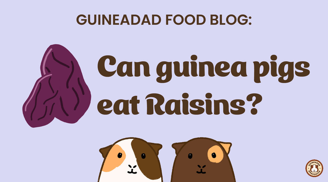 Can guinea pigs eat raisins?