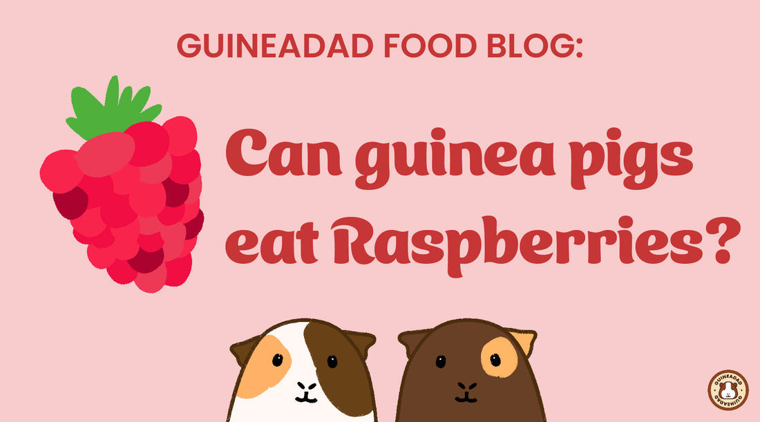 GuineaDad Food Blog: Can guinea pigs eat raspberries?