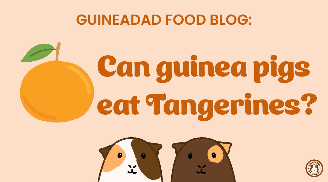 Can guinea pigs eat tangerines?