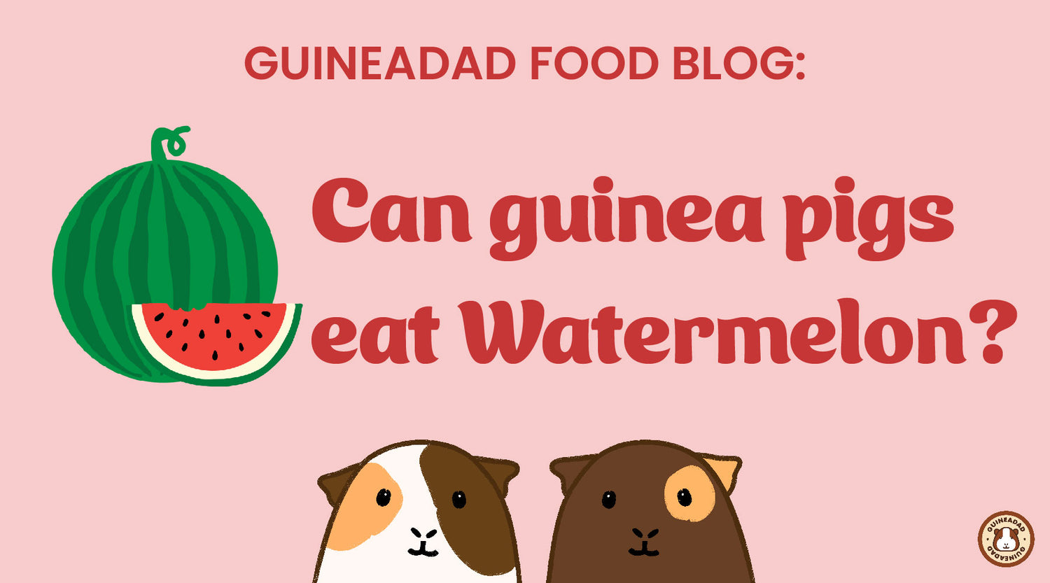 GuineaDad Food Blog Can guinea pigs eat watermelon?