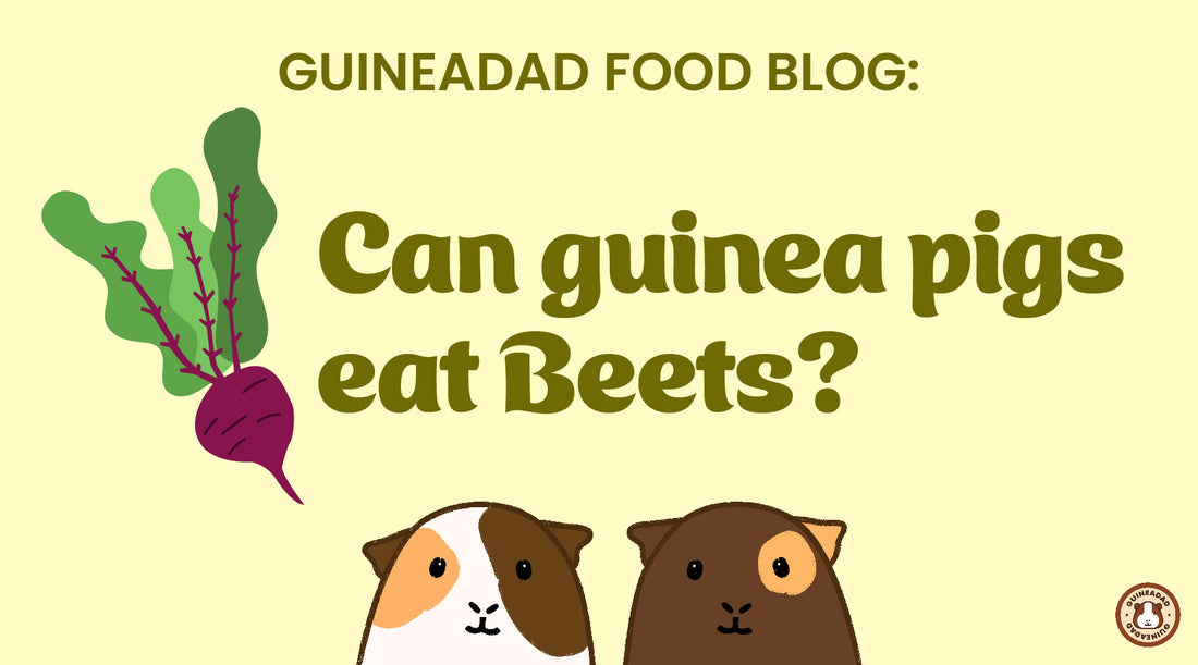 Can guinea pigs eat beets?