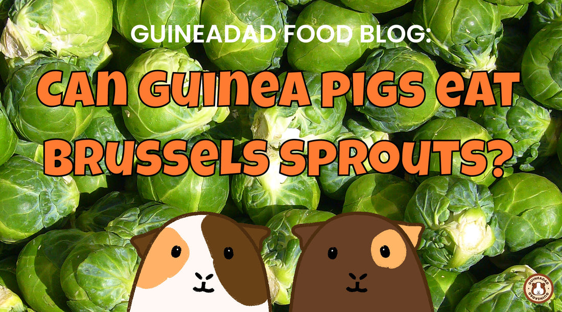 Can guinea pigs eat brussels sprouts?