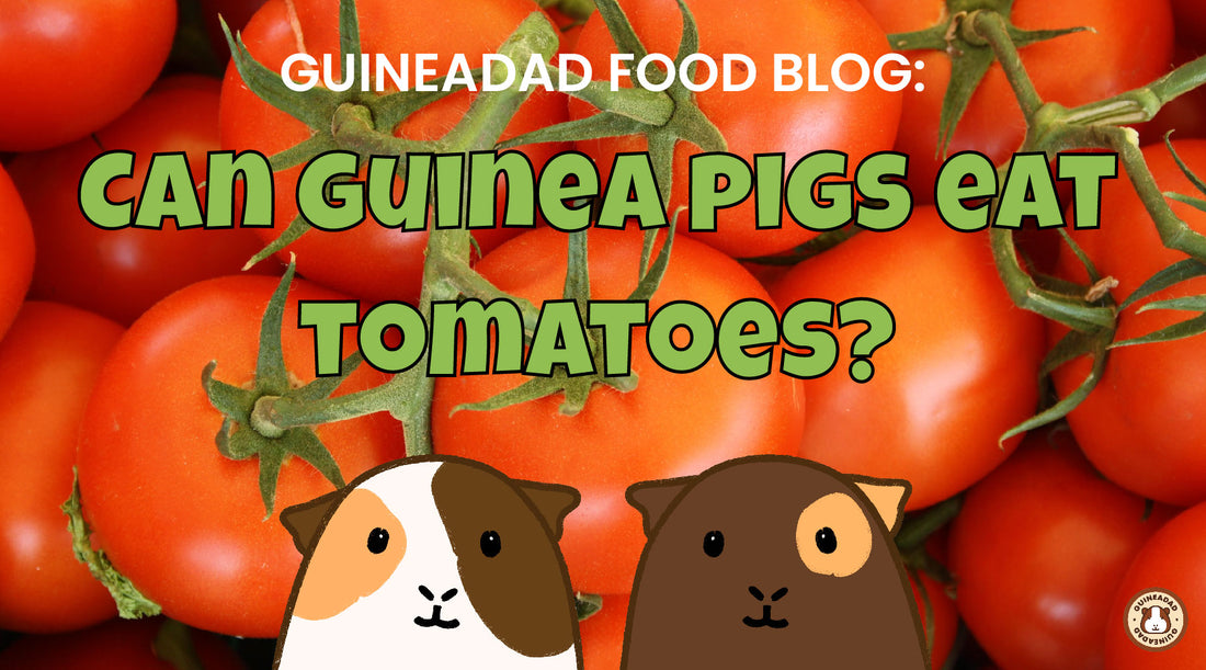 Can guinea pigs eat tomatoes?