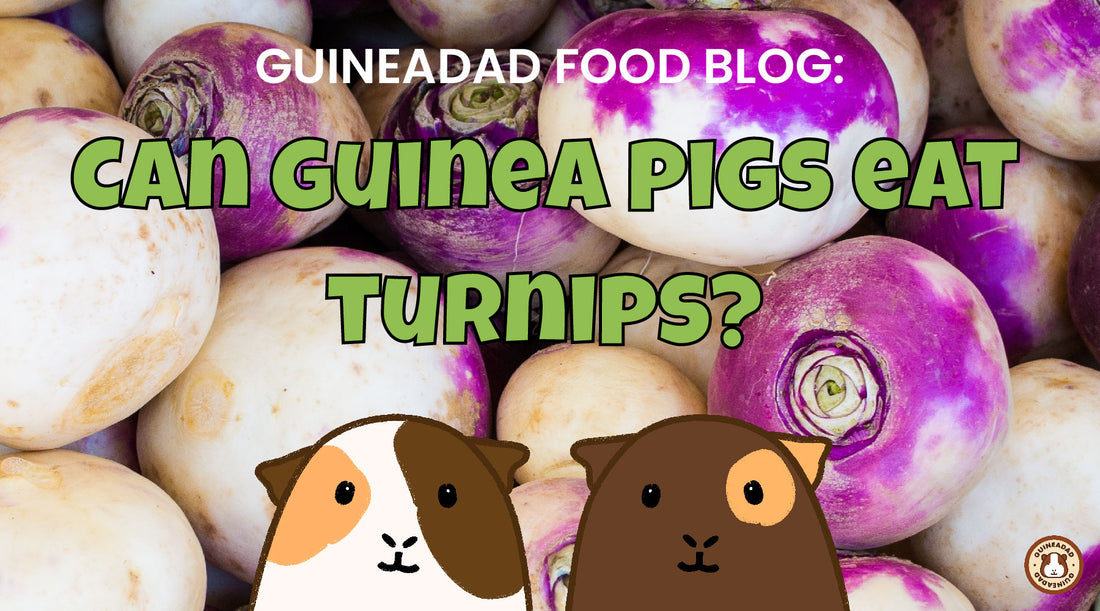 Can guinea pigs eat turnips?