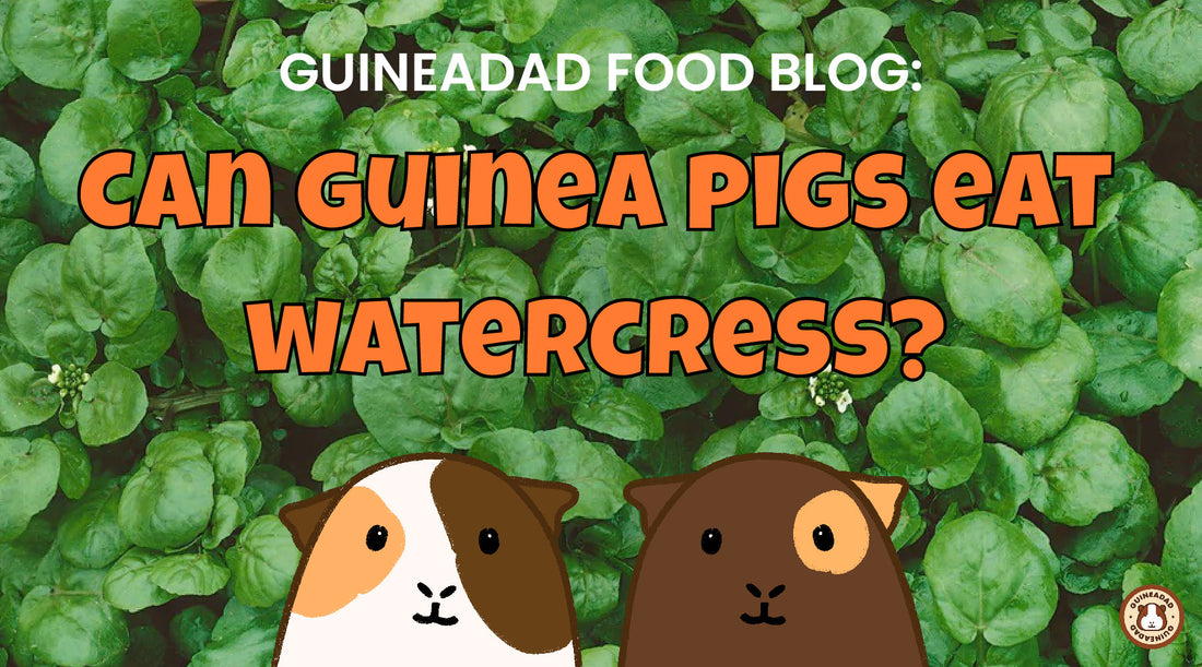 Can guinea pigs eat watercress?