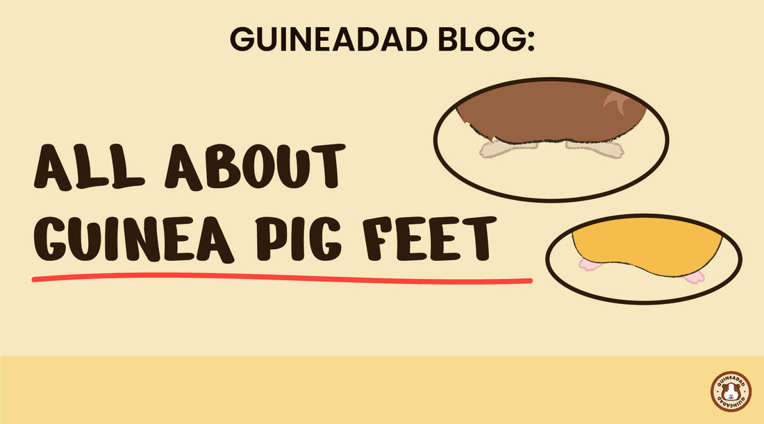 all about guinea pig feet