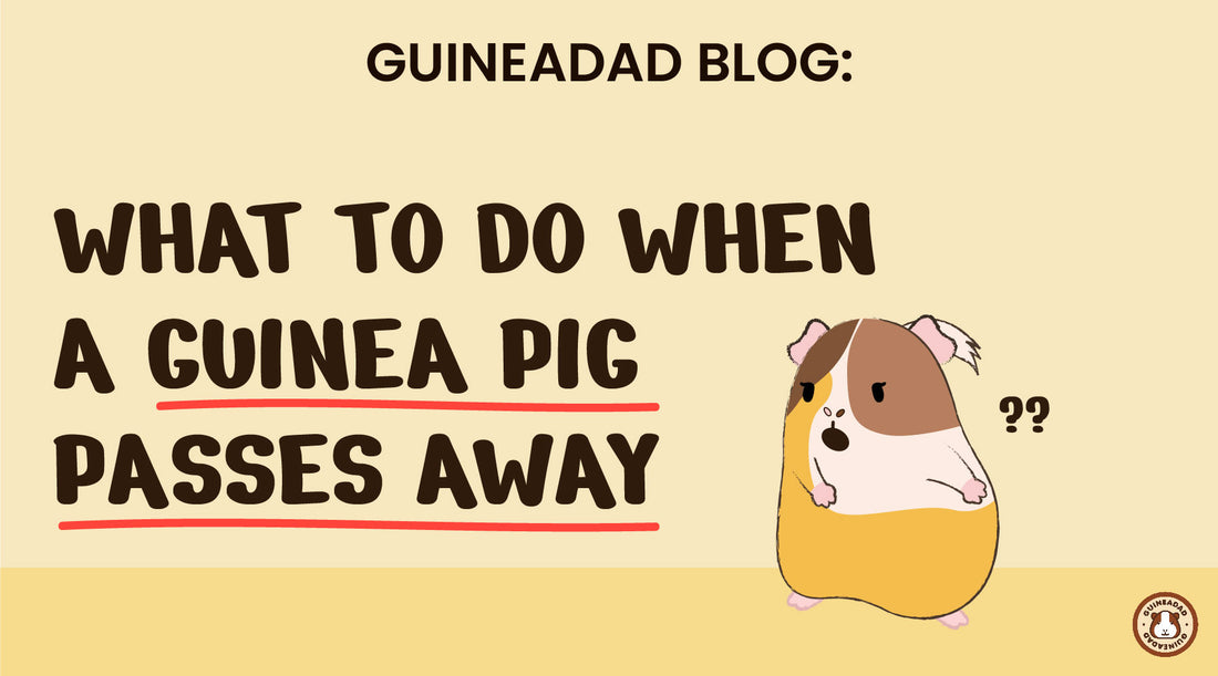 What to do when a guinea pig passes away