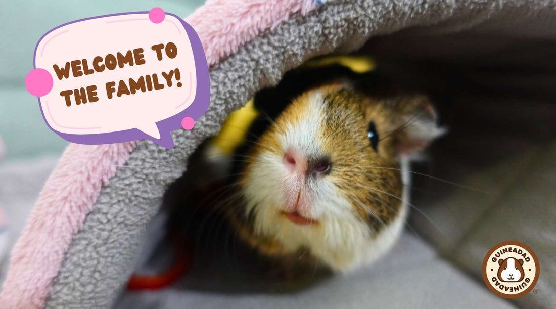 Guinea pig peeking out from under liner