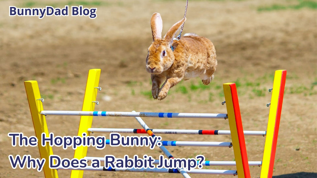 Hopping Bunny: Why does a rabbit jump?, How high can a rabbit jump?