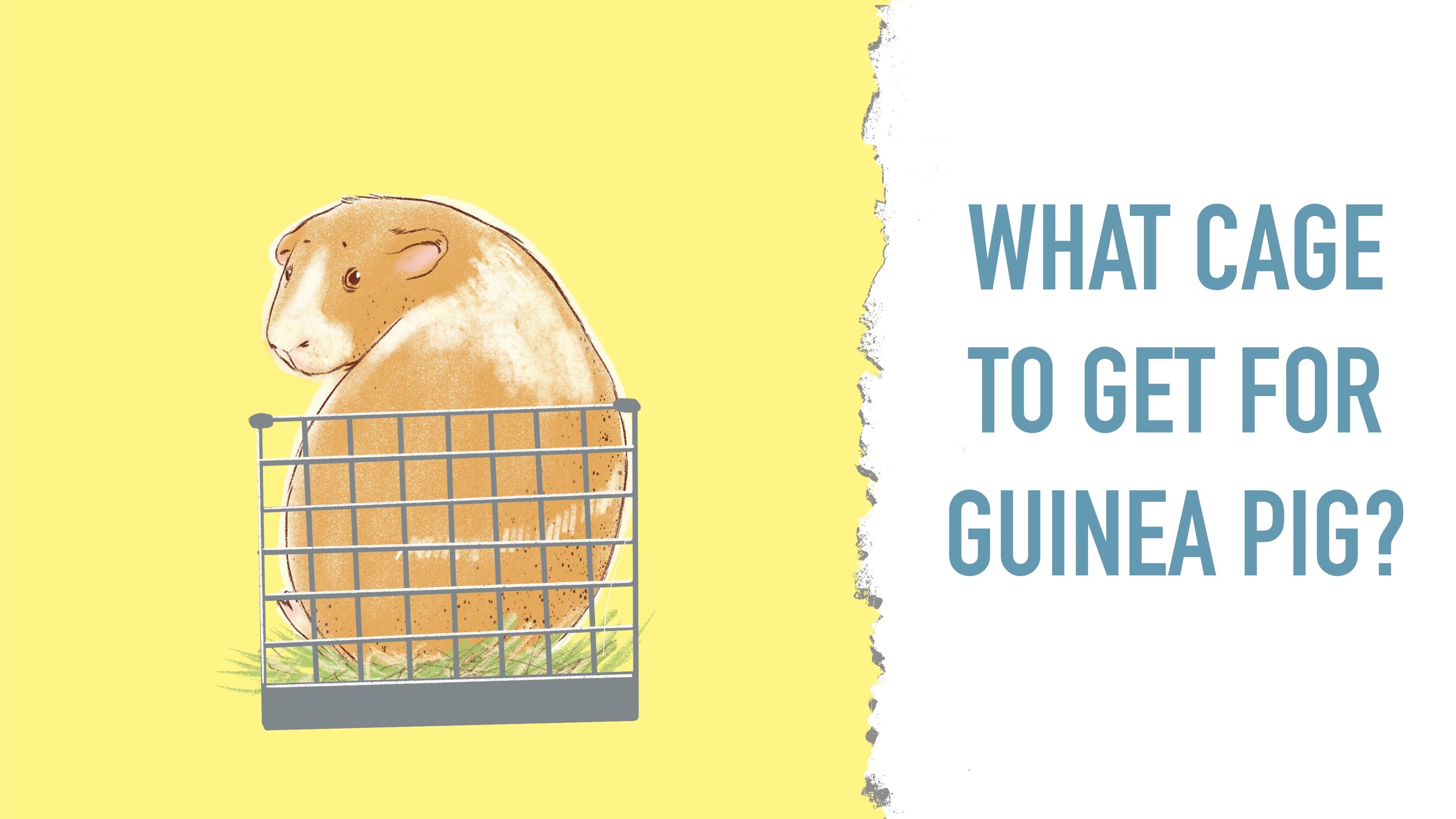 Which Guinea Pig Cage Should You Get? Cages for Guinea Pigs GuineaDad