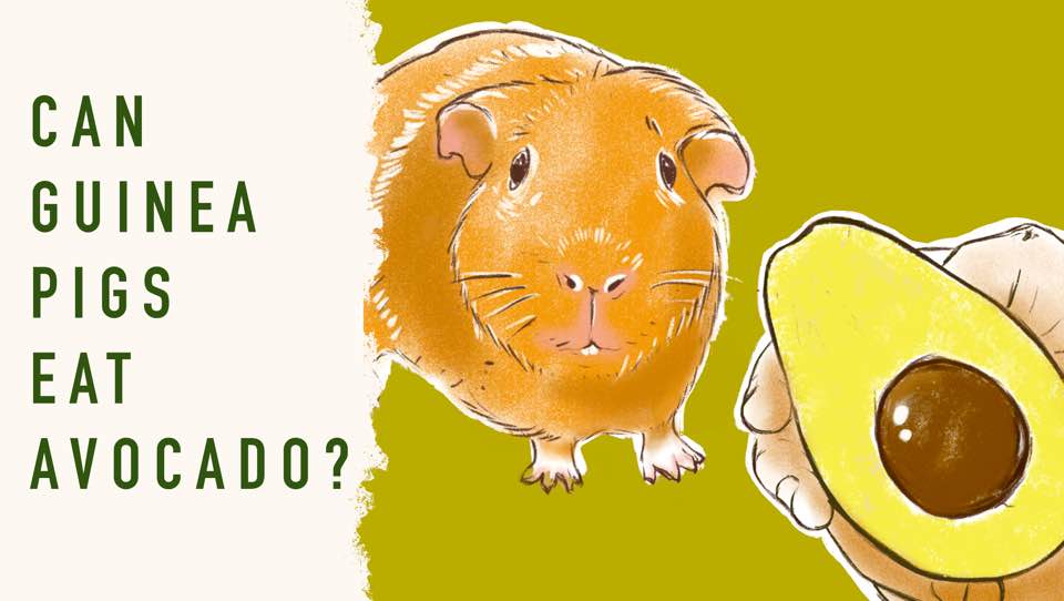 can guinea pigs eat avocado? It may be to your surprise it is actually safe for guinea pigs to eat the inside of the avocado, but everything else is harmful. So it is better to avoid giving guinea pigs this veggie
