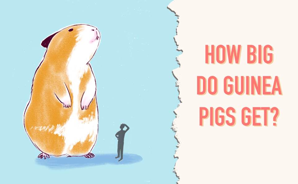 how big guinea pigs get their size and weight
