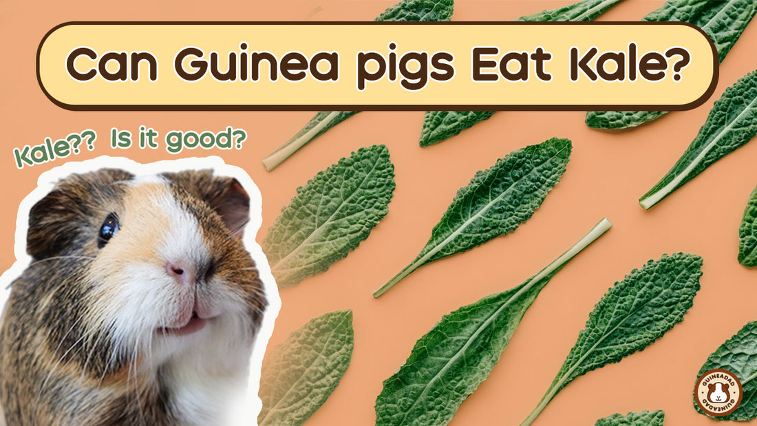 Can guinea pigs eat kale?