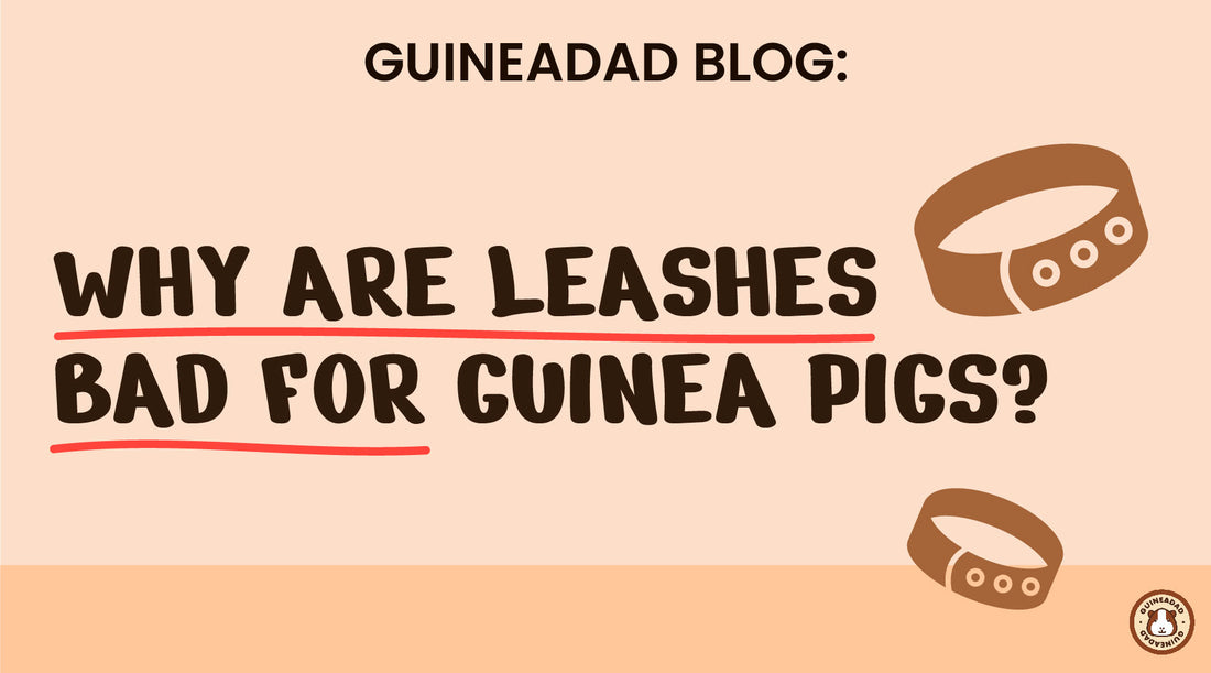 Why are leashes bad for guinea pigs?