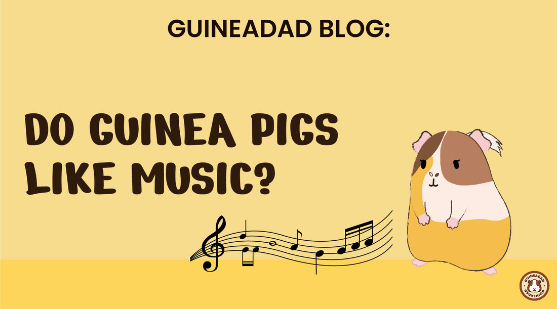 do guinea pigs like music?
