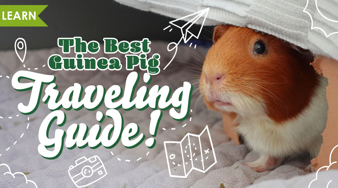 The Best Guinea Pig Traveling Guide