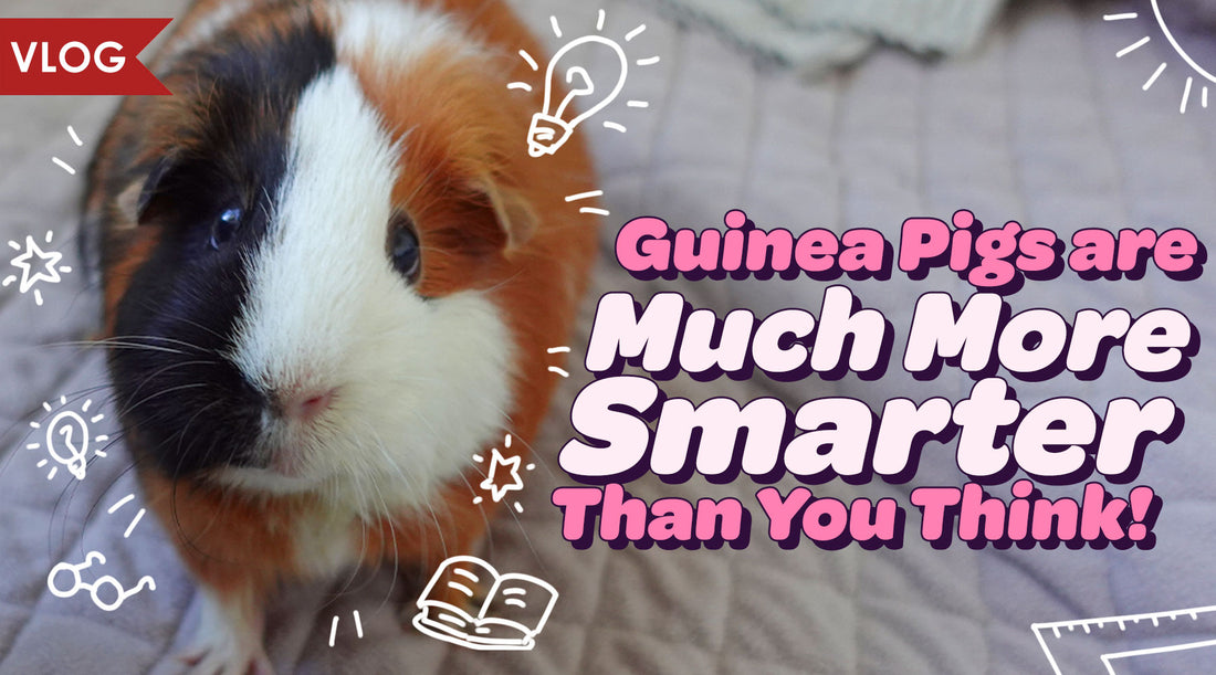 Guinea Pigs are Much Smarter than You Think 