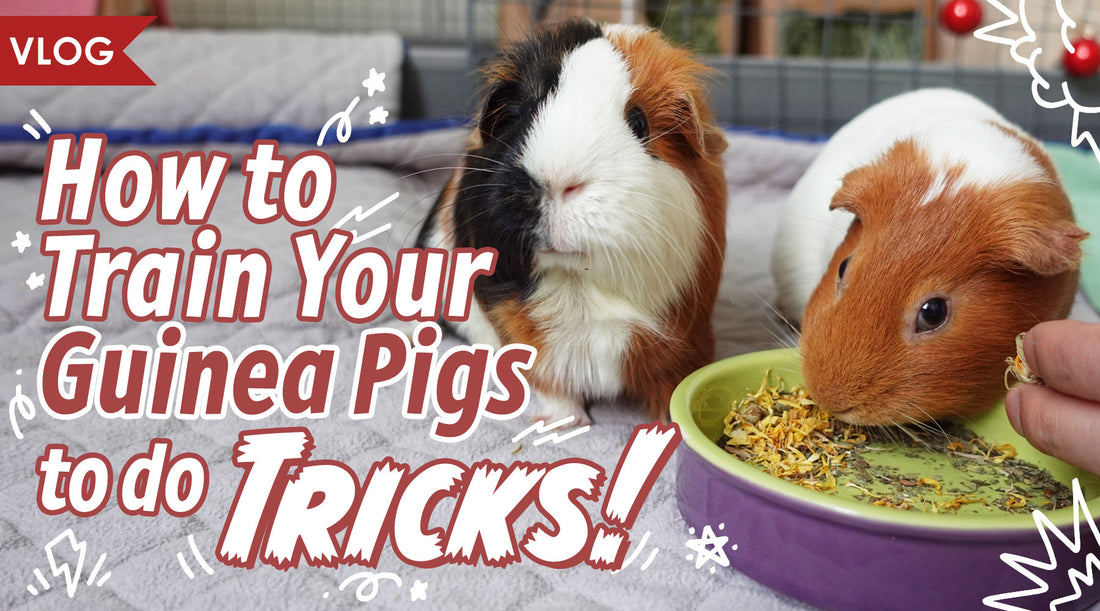How to Train Your Guinea Pigs to do Tricks