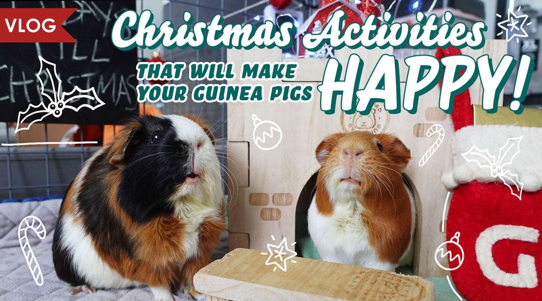 Christmas Activities for your Guinea Pig