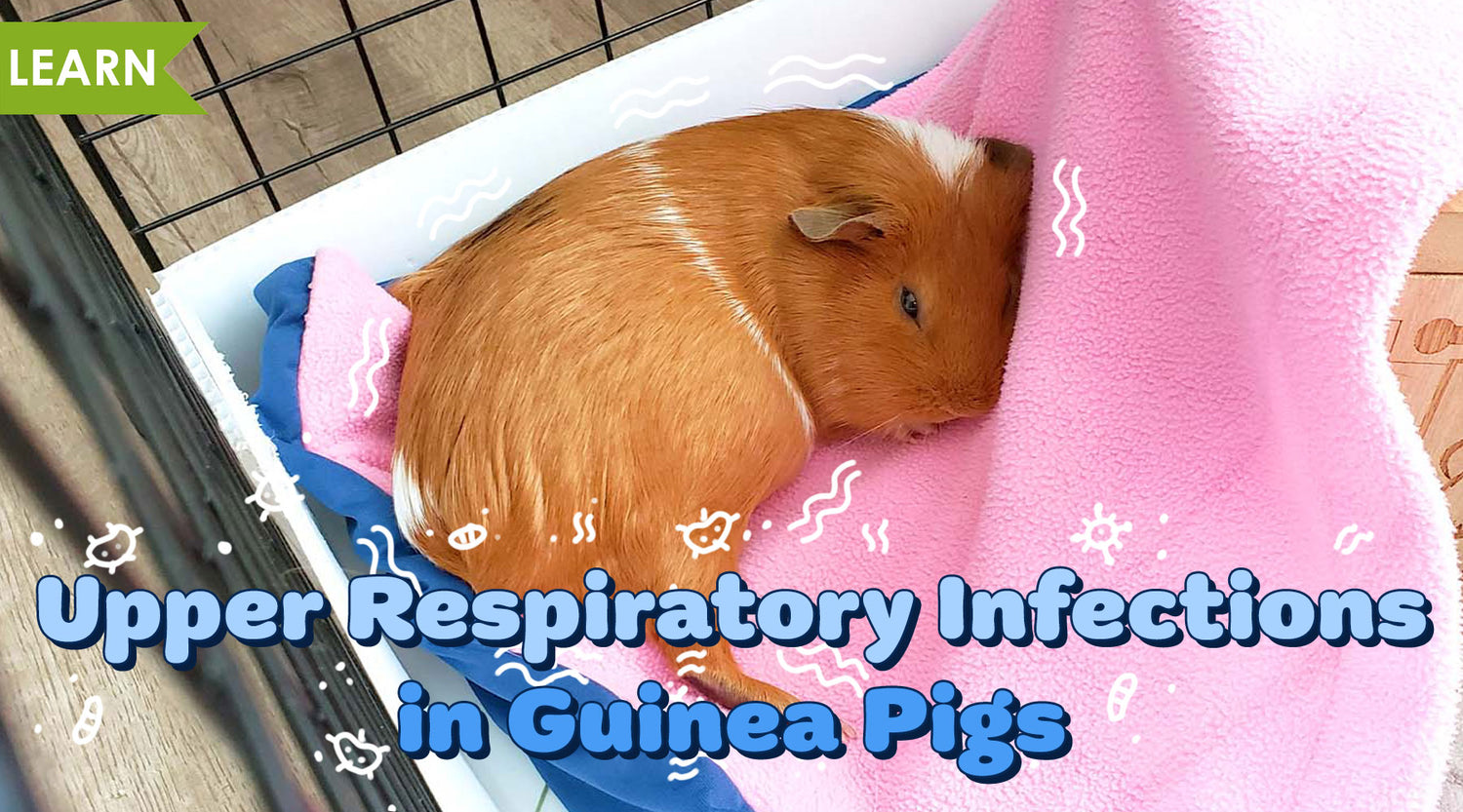 Upper Respiratory Infections in Guinea Pigs GuineaDad