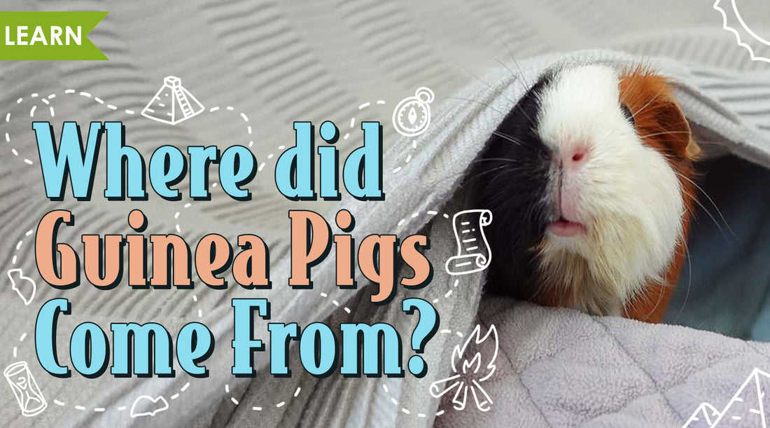 Where Do Guinea Pigs Come From?