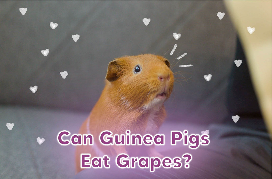 Can guinea pigs eat grapes?