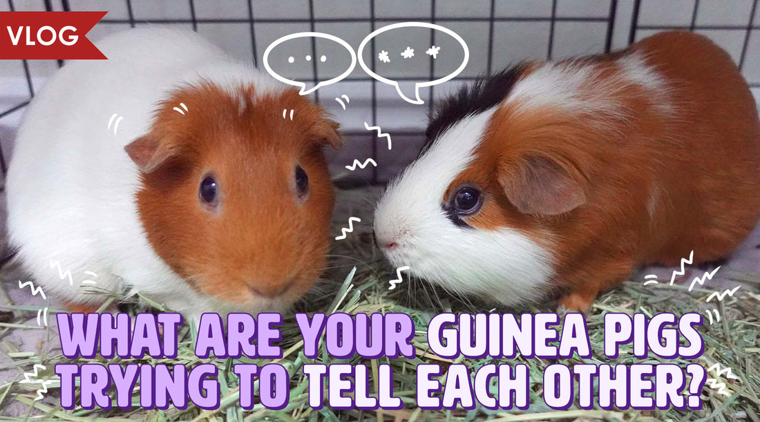 What Are Your Guinea Pigs Trying To Tell Each Other?