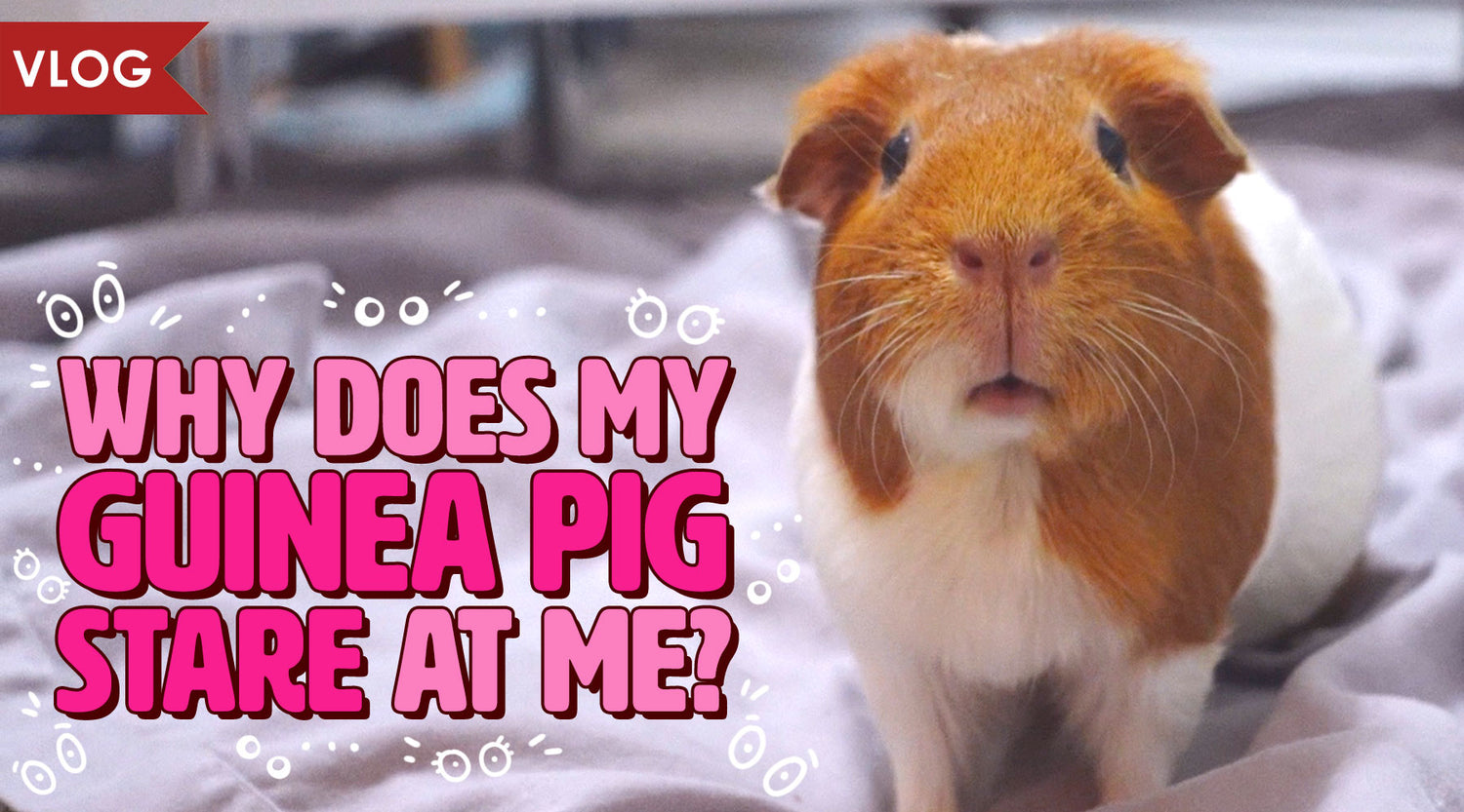 Why Does My Guinea Pig Stare at Me? GuineaDad