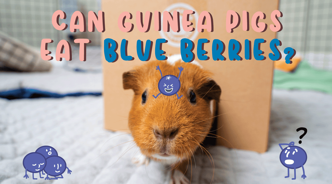 Can guinea pigs eat blueberries?