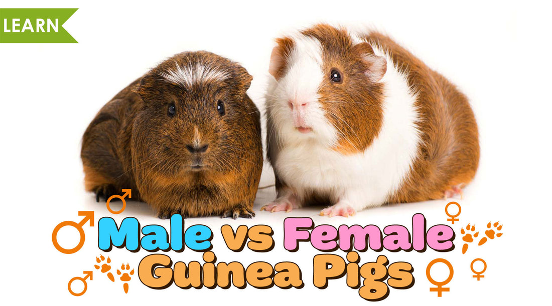 male and female guinea pigs