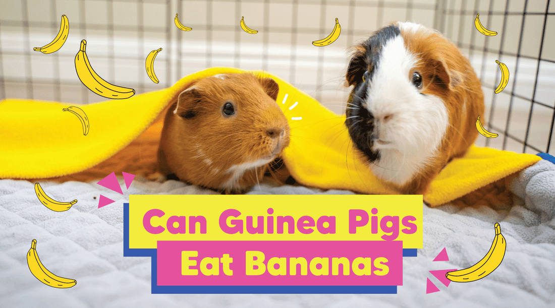 Can guinea pigs eat bananas? Are bananas safe for guinea pigs?