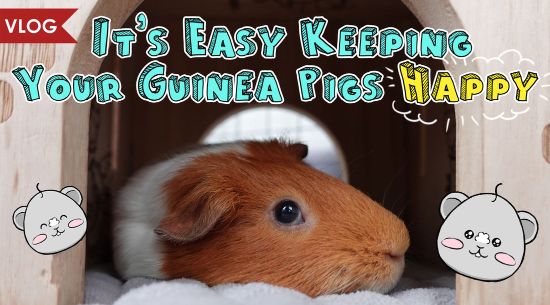 How to make your guinea pig happy!