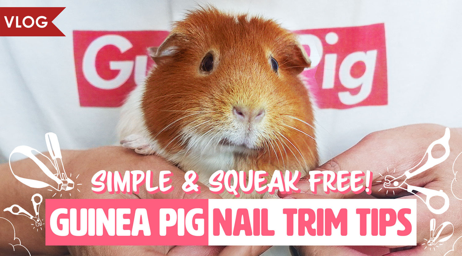 Trim Your Guinea Pigs' Nails Too! How to Groom Guinea Pig Nails