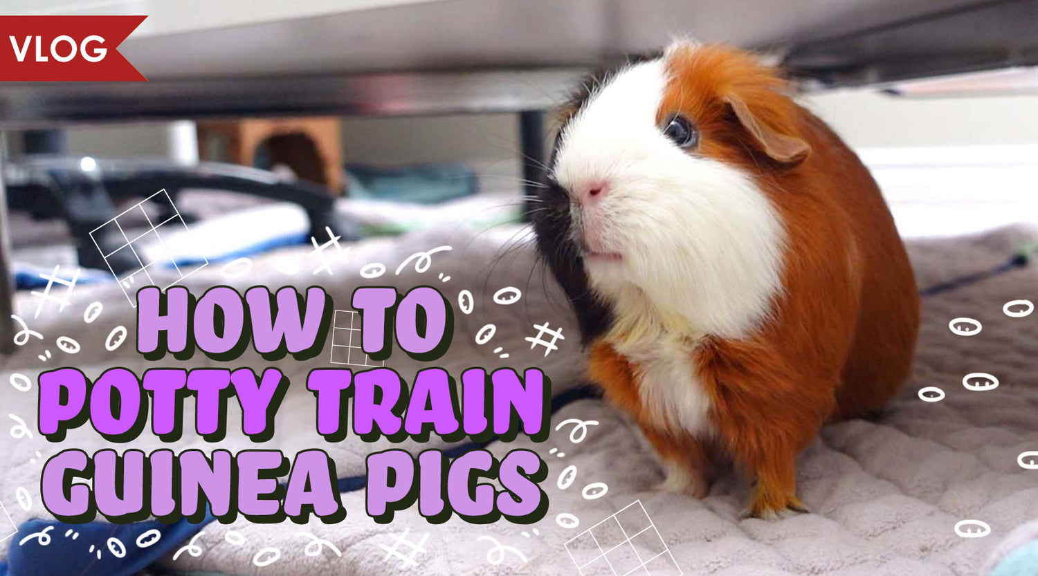 How to Potty Train Guinea Pigs GuineaDad