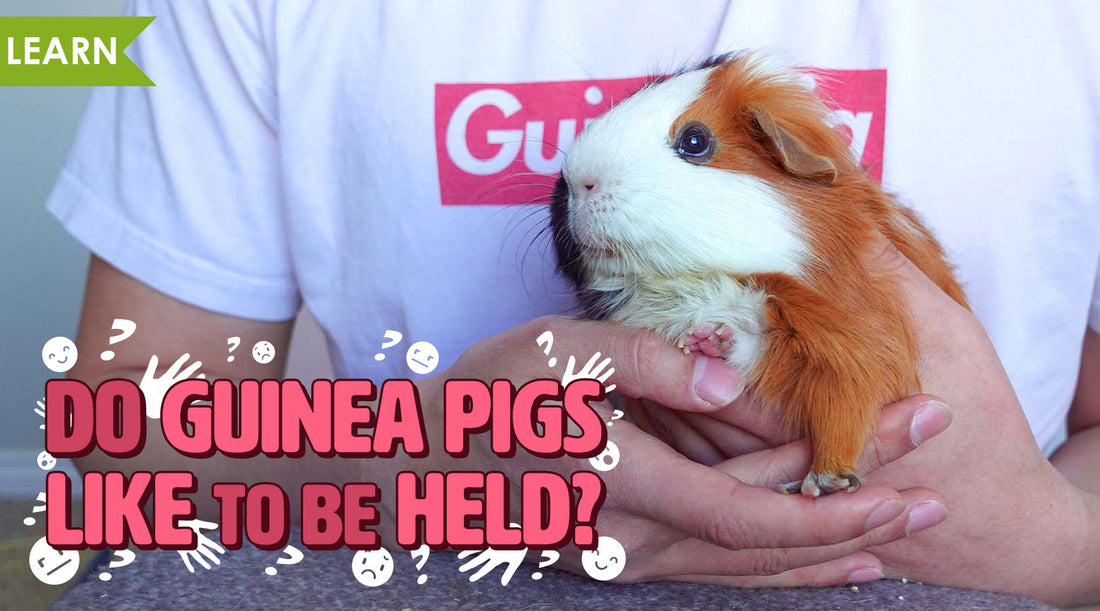 Do Guinea Pigs Like to be Held?