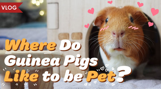 Where Guinea Pigs Like to Be Pet