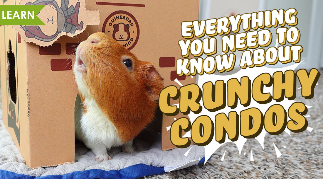Everything You Need to Know About Crunchy Condos