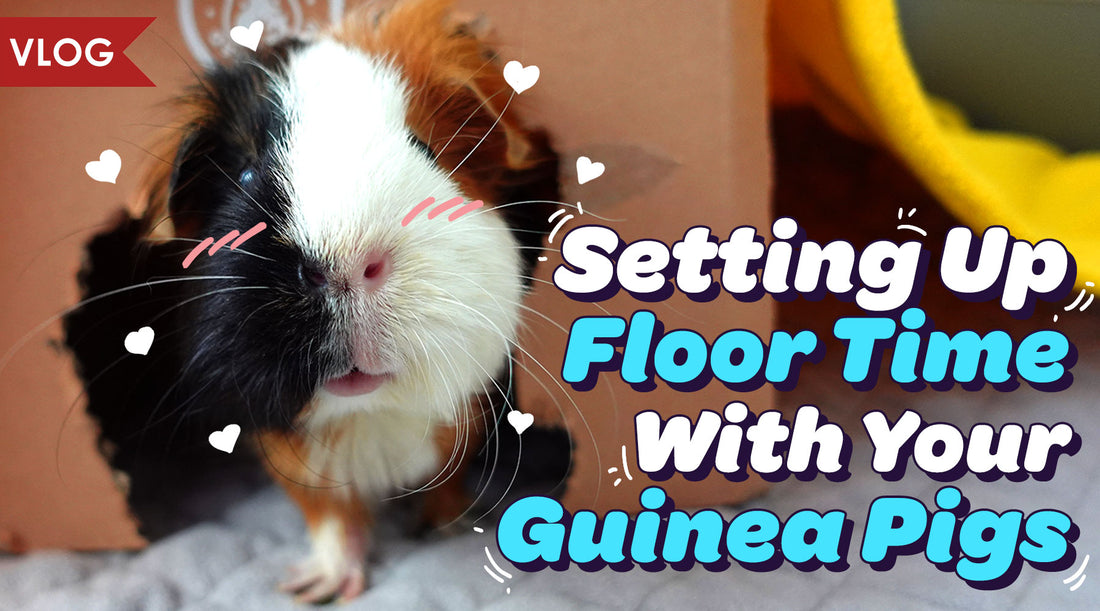 Title banner picture of the article Setting Up Floor Time with your Guinea Pig showing guinea pig with blushed cheek and heart illustration