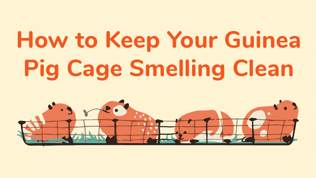 How to not make your guinea pig cage not smell