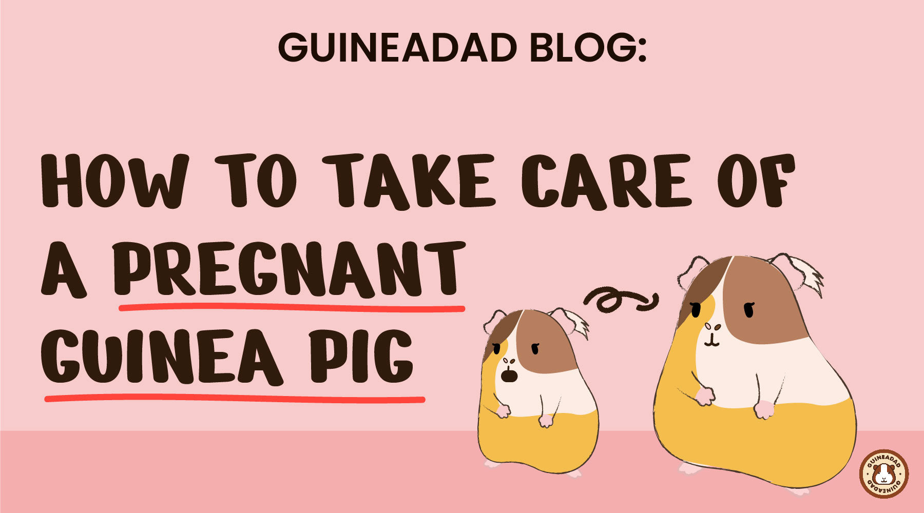 How to take care of a pregnant guinea pig – GuineaDad