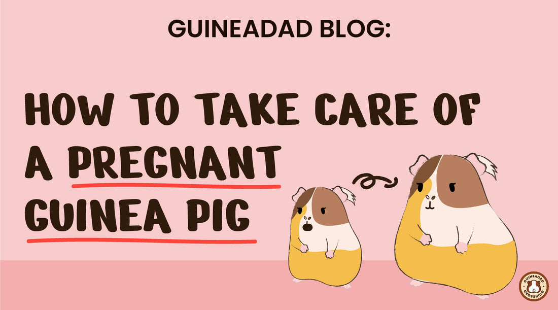 how to take care of a pregnant guinea pig