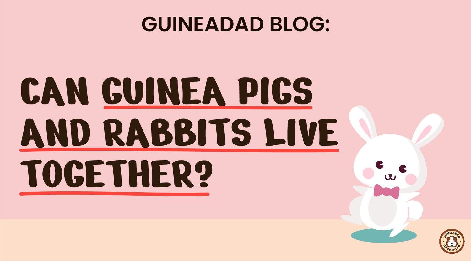 Can guinea pigs and rabbits live together? GuineaDad