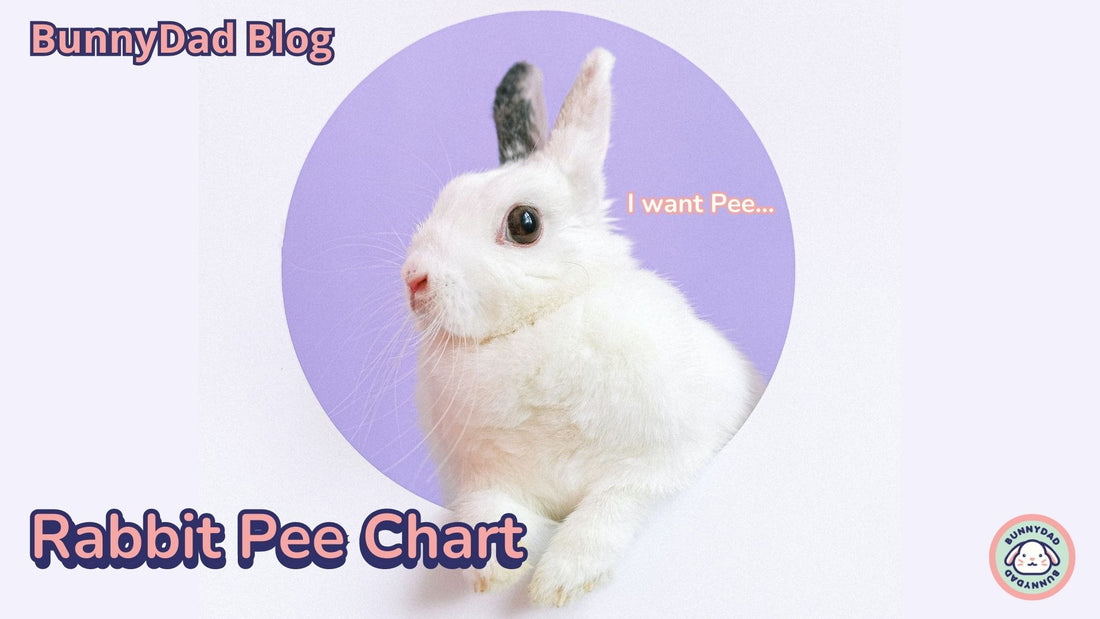 Rabbit Pee Chart - How to tell if your rabbit is healthy by looking at their pee