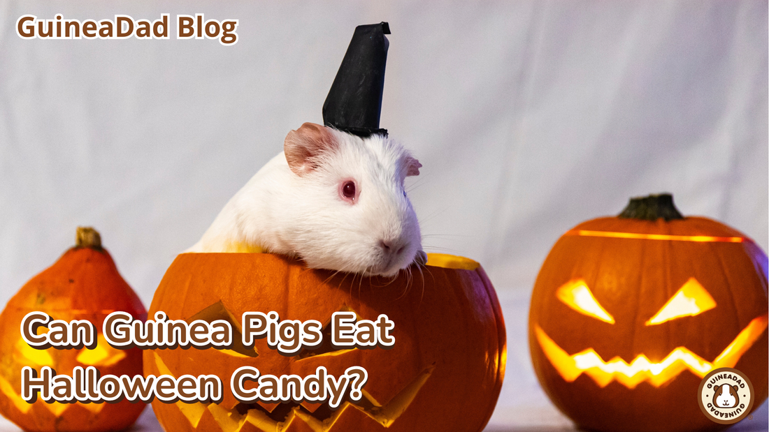 Can guinea pigs have halloween candy?