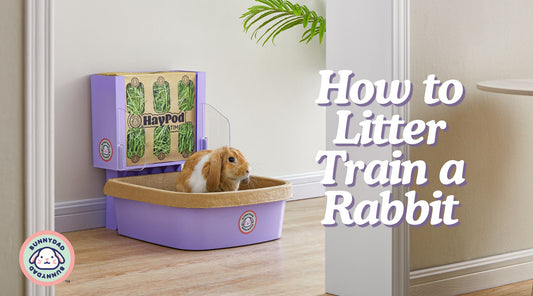 Rabbit using a litter box