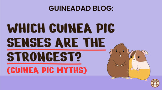 guinea pig myths