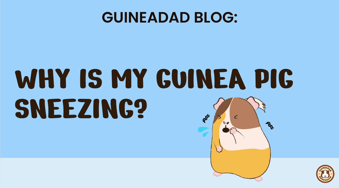 why is my guinea pig sneezing?