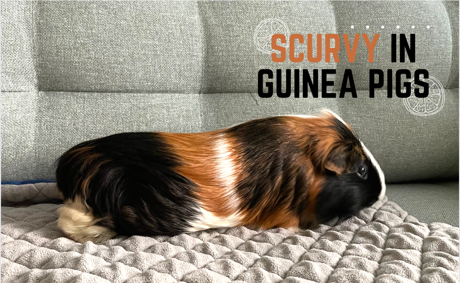 Scurvy  in guinea pigs featuring tofu 