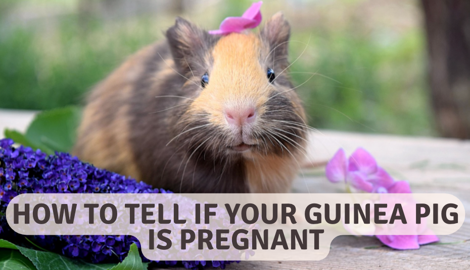 How to tell if your guinea pig is pregnant!